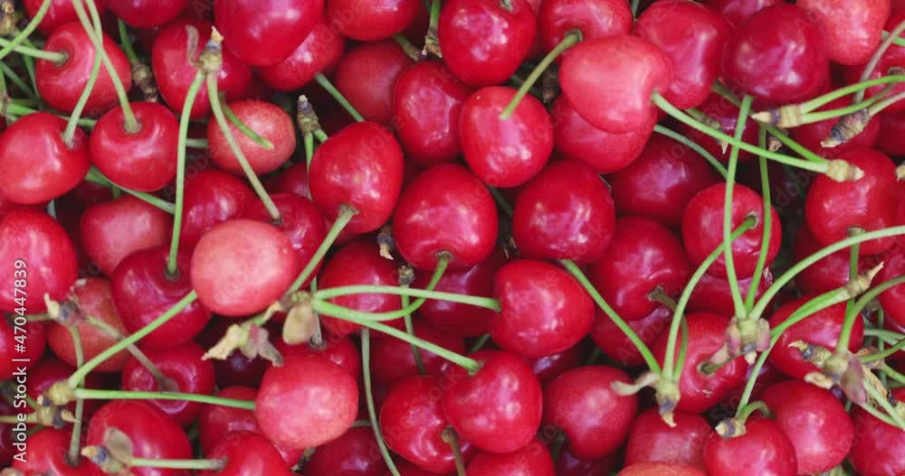 Fresh juicy red cherry berry rotate. Ripe freshly-picked cherries. Healthy vegetarian food Fresh juicy red cherry berry rotate. Ripe freshly-picked cherries. Healthy vegetarian food