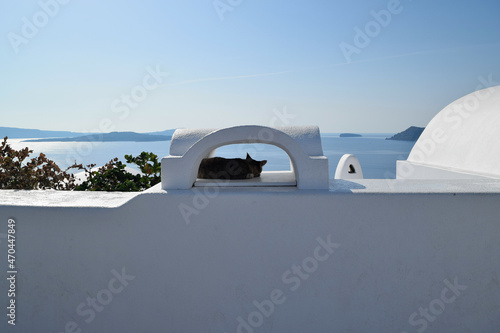 Cat and see view