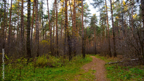 A path in the autumn forest  blue sky  green grass.Russian forest in autumn.Pine tree