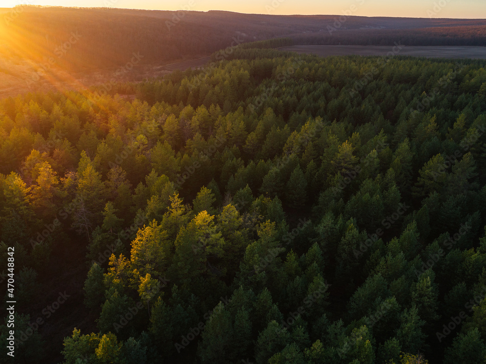 Spruce forest in the rays of sunset Spruce forest in the rays of sunset