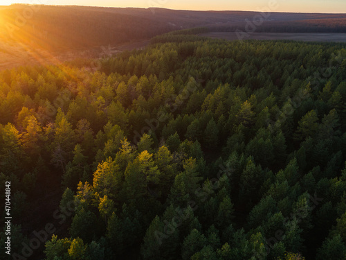 Spruce forest in the rays of sunset 