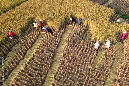 Many farmers help harvest the rice by scythe no machine ,farmers work hard in rice field in harvest season aerial view