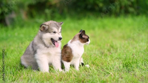 Alaskan  malamute puppy and cat sit together on green summer grass and look away on empty space