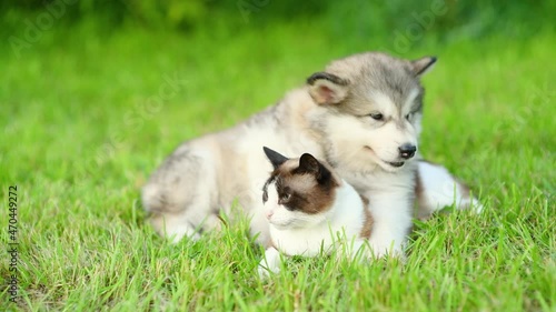 Friendly Alalskan malamute puppy hugs Siamese cat on green summer grass