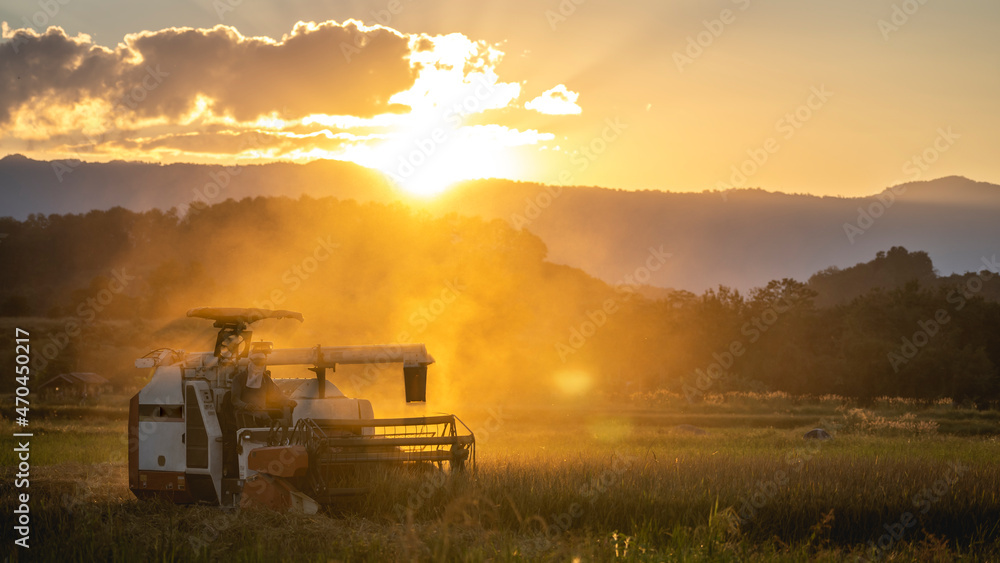 A farmer is driving a harvester to harvest rice grains in rice fields at sunset in rural Thailand A farmer is driving a harvester to harvest rice grains in rice fields at sunset in rural Thailand