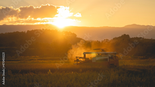 A farmer is driving a harvester to harvest rice grains in rice fields at sunset in rural Thailand