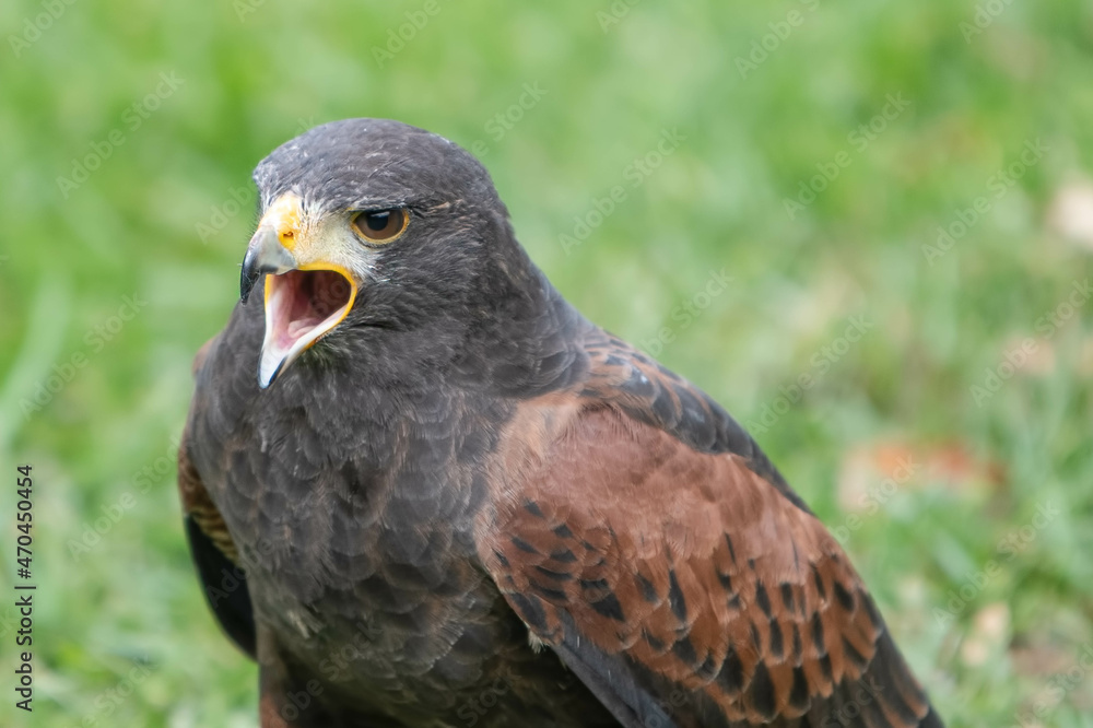 Fototapeta premium Headshot of a screeching Harris Hawk.