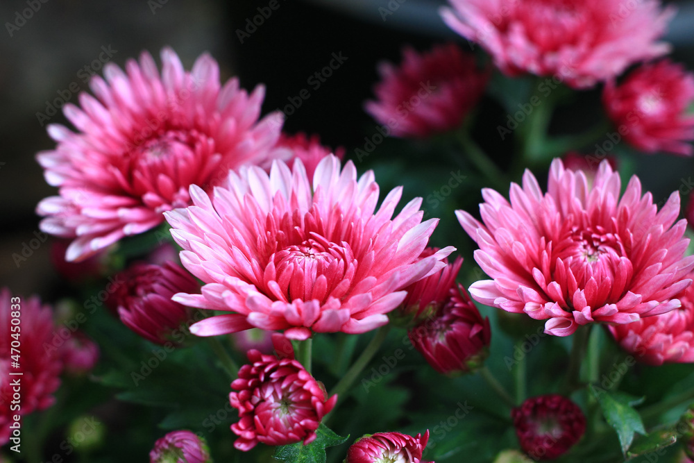 Fototapeta premium pink chrysanthemum flower