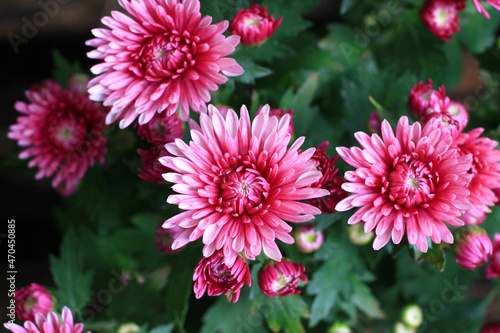 pink chrysanthemum flower