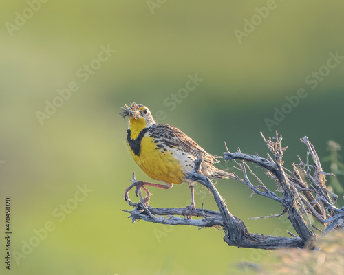 A western meadowlark with a beak-full of grasshoppers. photo
