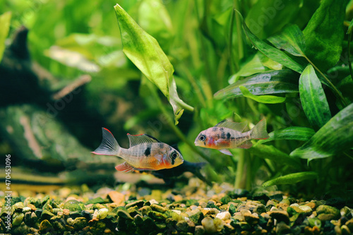 Pair of Bolivian rams (Mikrogeophagus altispinosus) facing each other in an aquarium