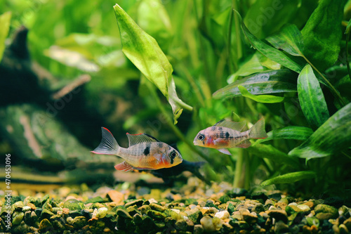 Photos Pair of Bolivian rams (Mikrogeophagus altispinosus) facing each other in an aqua