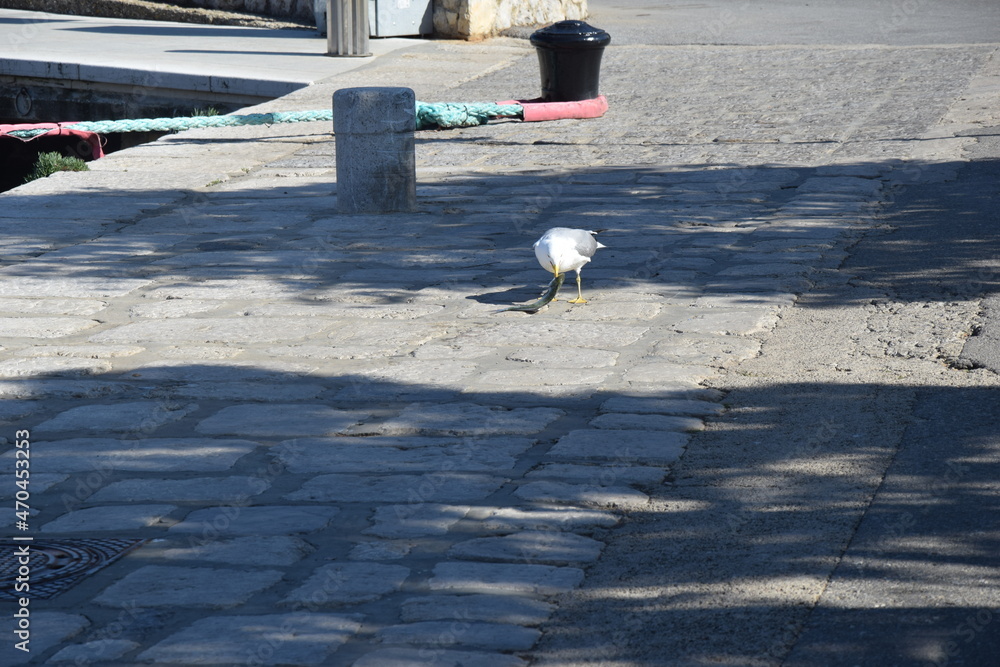 Croatia Istria seagul