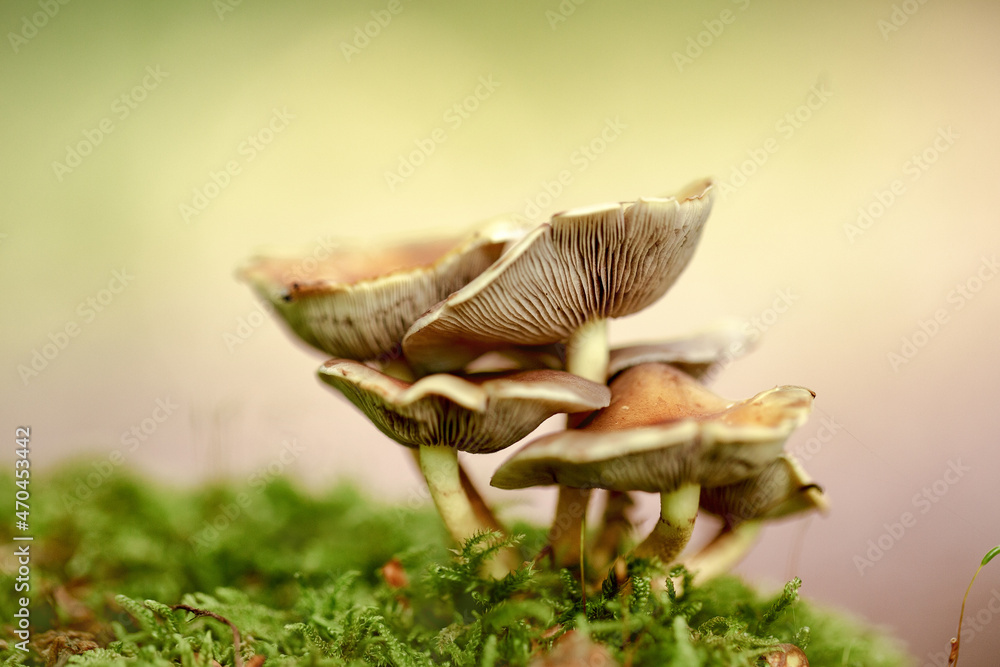 Forest Mushrooms Forest Mushrooms