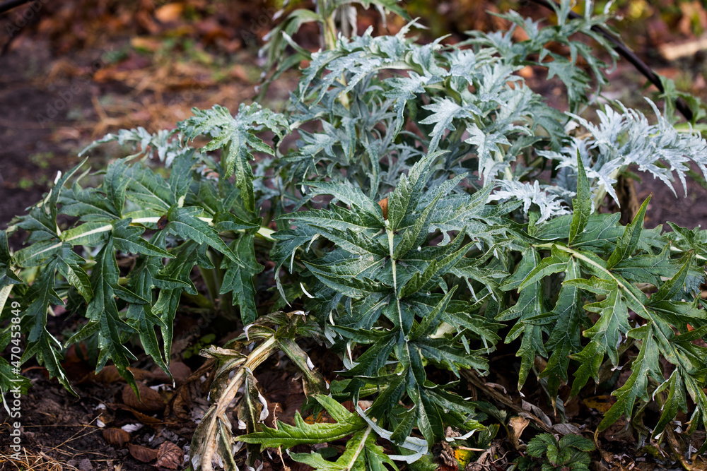 Artichoke thistle leaves - Latin name - Cynara cardunculus Artichoke thistle leaves - Latin name - Cynara cardunculus