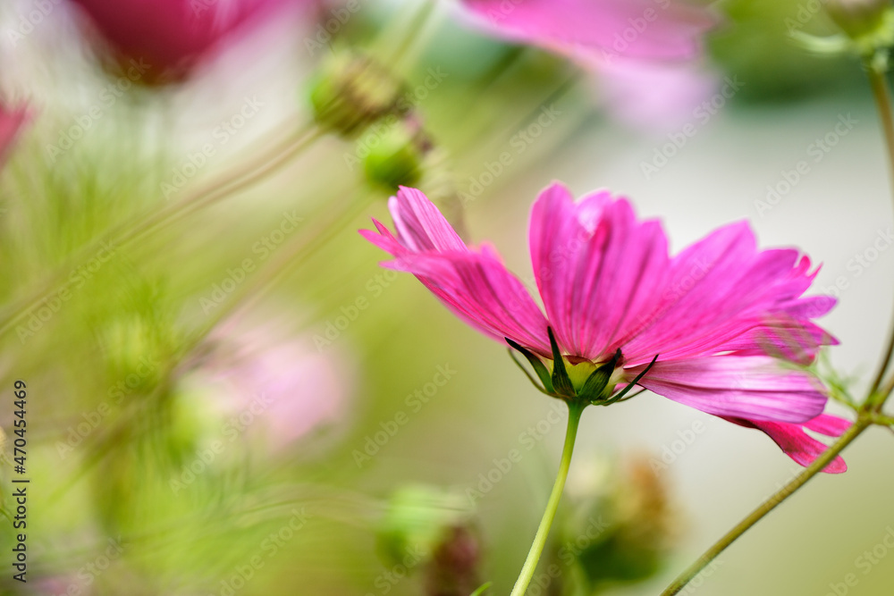 Violet Spring Flower