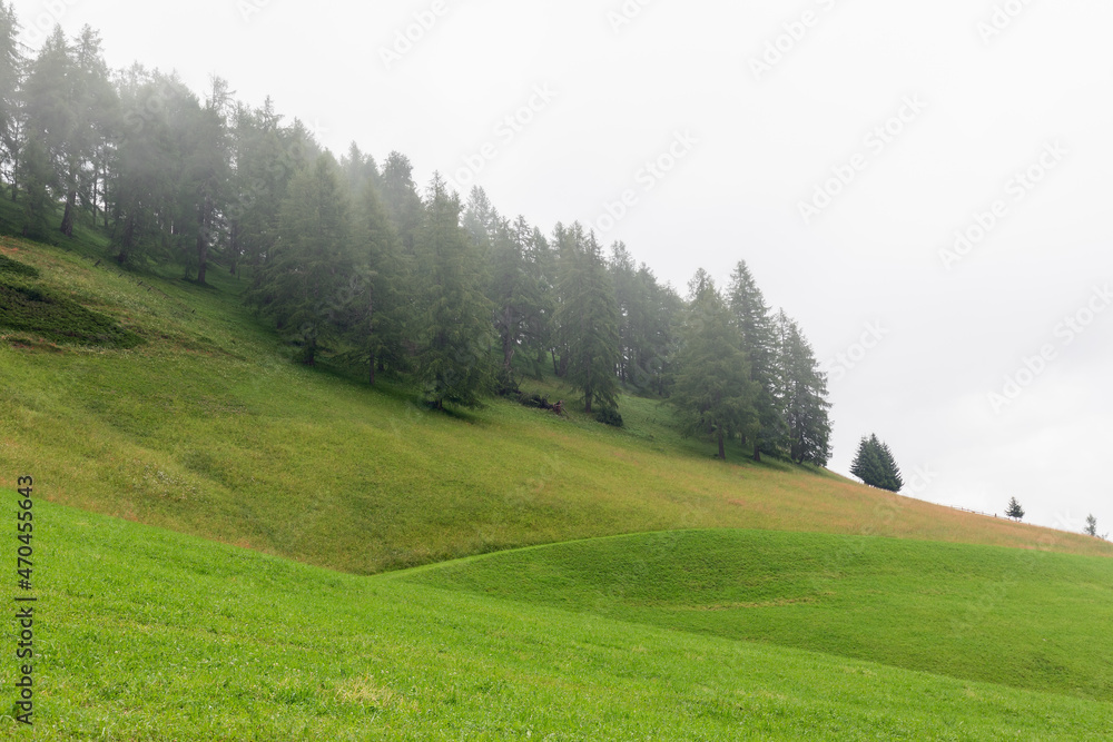 Beautiful green hill with fresh grass after heavy summer rain and pine forest in fog