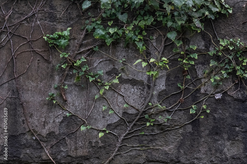 green plant loach on old concrete wall, shabby background