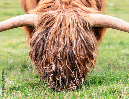 The head of a large male yak is covered with beautiful hair photo