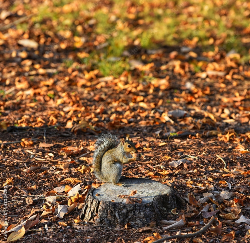 Obraz premium squirrel in the forest