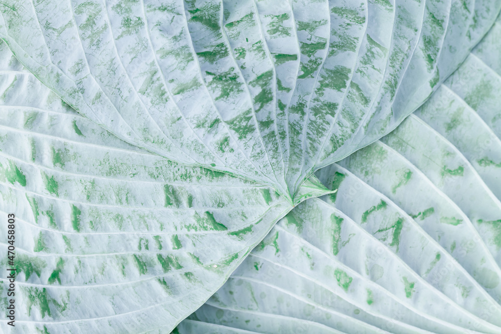 Obraz premium Background of a blue, bluish leaf of a plant with a white wax coating