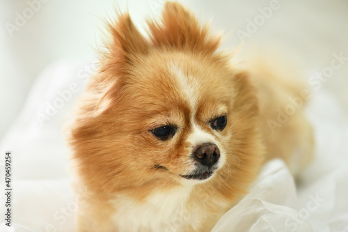 Dog Pomeranian Pet Animal Dog Cute © 정애 조
