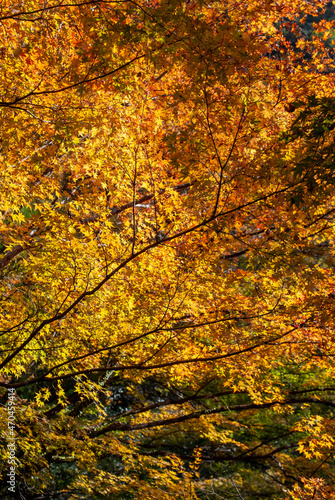 山の紅葉