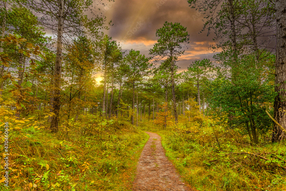 Sunset in autumn forest with conifers and deciduous trees is beautiful warm autumn colors orange yellow and green with sun rays shining through the trees from a cloudy orange sky and a walking path Sunset in autumn forest with conifers and deciduous trees is beautiful warm autumn colors orange yellow and green with sun rays shining through the trees from a cloudy orange sky and a walking path