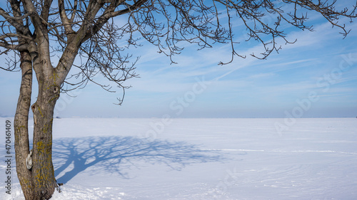 tree in the snow