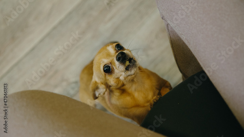 Wallpaper Mural The cute pet funny lays its paws on the chair for the mistress. Toy terrier looks with sad deep eyes straight into your soul. Top view, indoor. Honey dog ask begging for food, looking at the camera. Torontodigital.ca