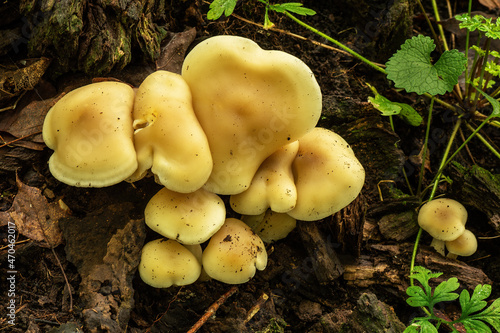 mushrooms growing on old tree