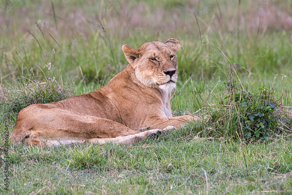 A lioness, Panthera leo, on the grassy ground of the Masai Mara A lioness, Panthera leo, on the grassy ground of the Masai Mara