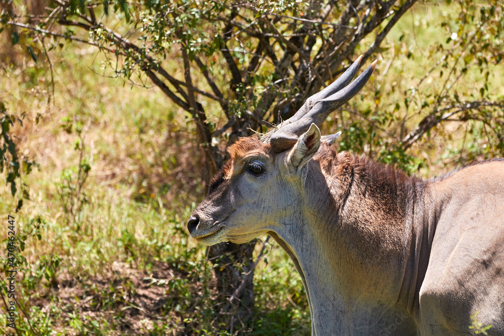 Obraz premium African eland male in the Maasai Mara