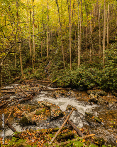 Forest and river flowing down a mountain