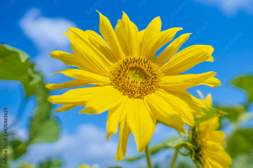 Landscape Of Sunflower fields And blue Sky clouds Background.Sunflower fields landscapes on a bright sunny day with patterns formed in natural background. Landscape Of Sunflower fields And blue Sky clouds Background.Sunflower fields landscapes on a bright sunny day with patterns formed in natural background.
