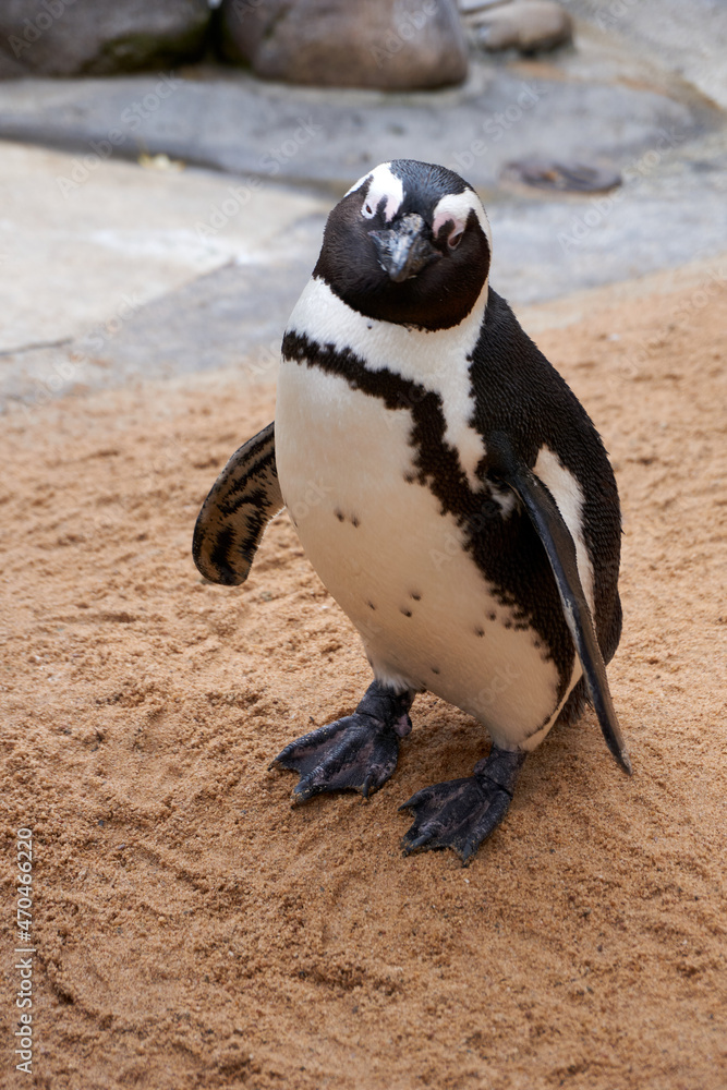 Obraz premium portrait of a penguin, spectacled penguin, spheniscus demersus