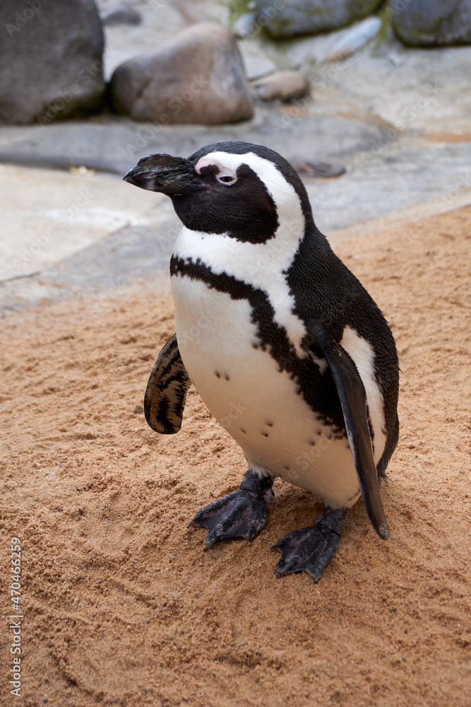 Obraz premium portrait of a penguin, spectacled penguin, spheniscus demersus
