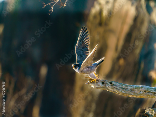 Peregrine Falcon Leap of Faith