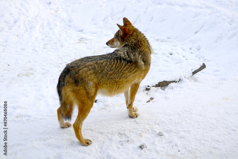 Obraz premium View of an adult wolf in the forest in winter.