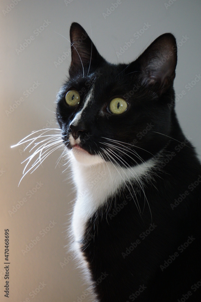 Black and white cat with yellow eyes