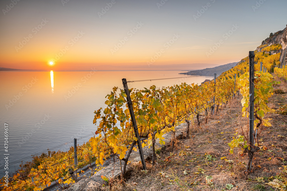 Région viticole du canton de Vaud en Suisse au coucher de soleil - obrazy, fototapety, plakaty 