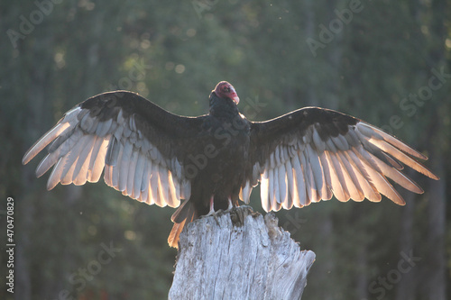 Vulture Sunning Wings in morning sun