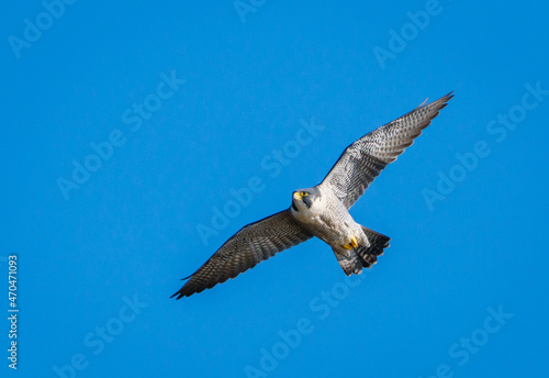 Bild auf Leinwand Peregrine Falcon in Flight