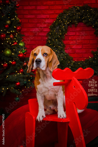 dog in santa hat