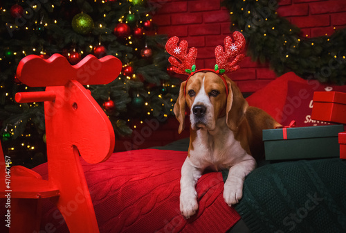 dog with christmas gift