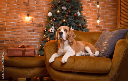 dog in a christmas hat