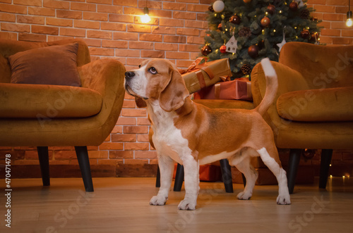 dog sitting on the sofa