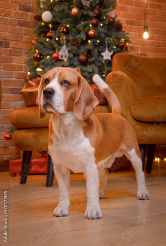 dog with christmas gift