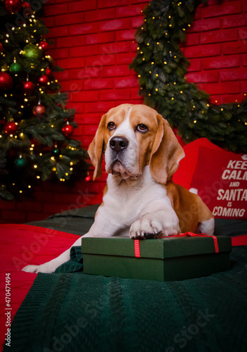 dog in santa hat
