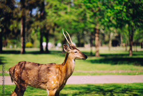 Canvas-taulu Roe deer in nature walks in the park